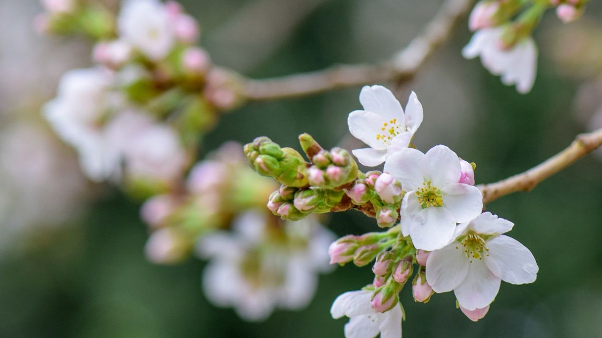 Hình nền hoa Đào ngày Tết đẹp