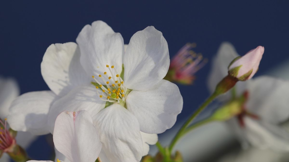 Hình nền hoa Đào ngày Tết đẹp