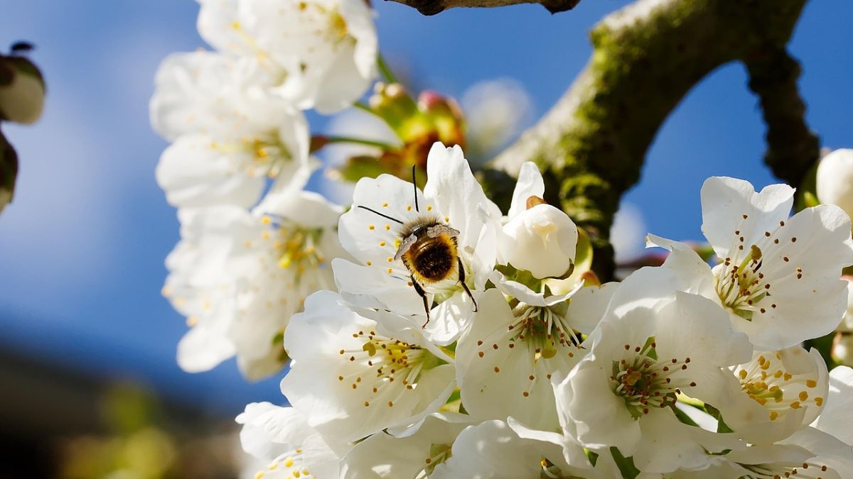 Hình nền hoa Đào ngày Tết đẹp