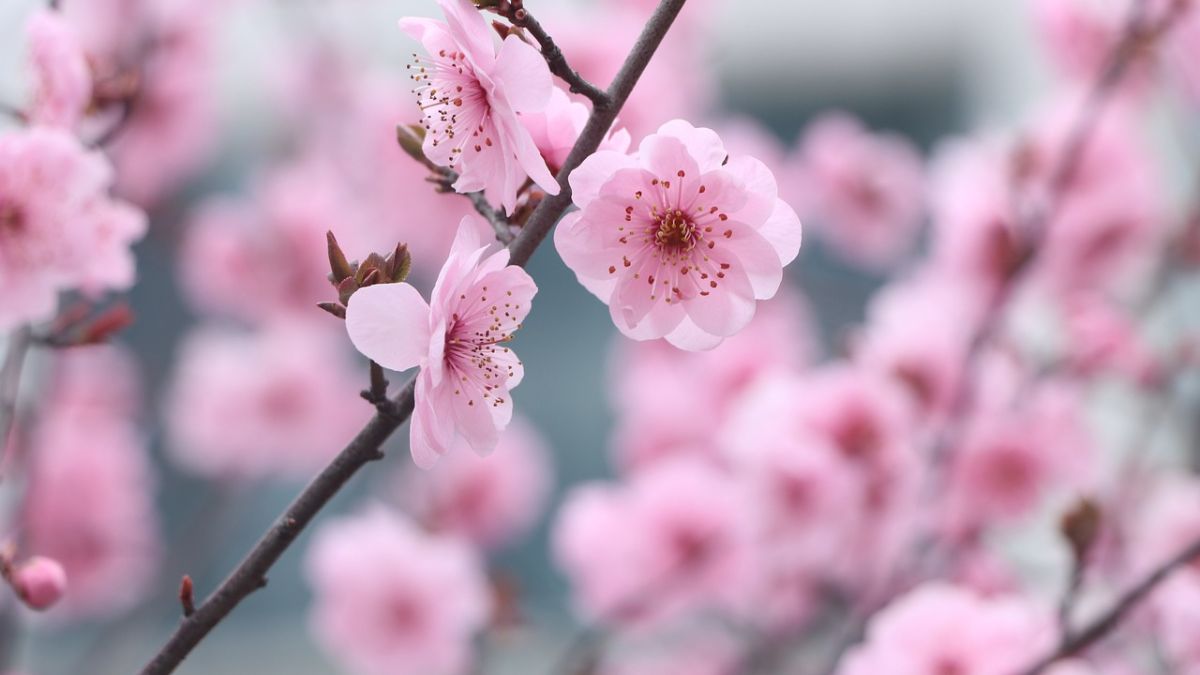 Hình nền hoa Đào ngày Tết đẹp