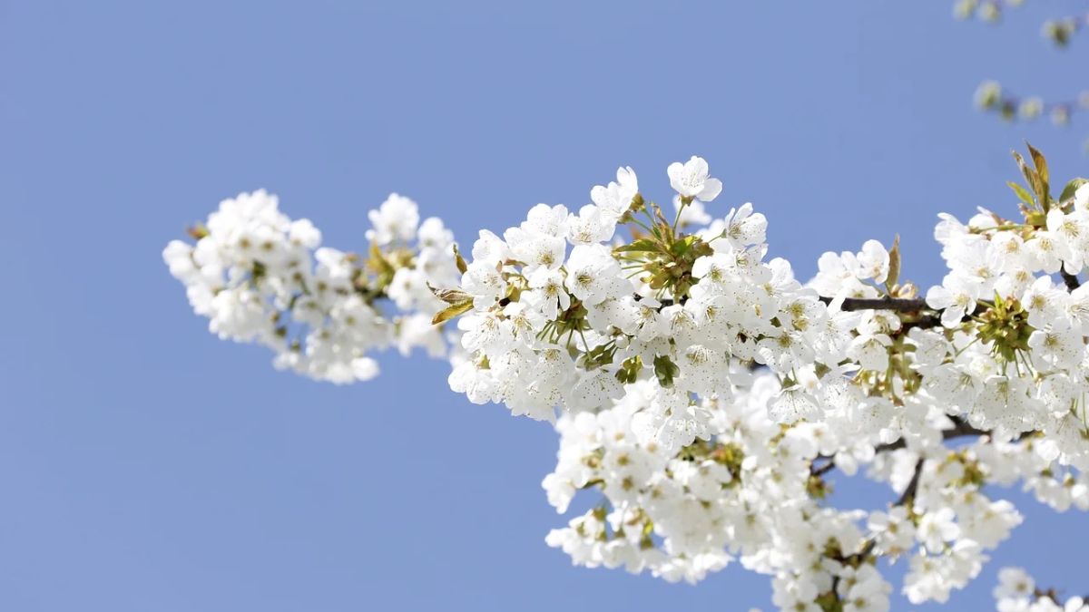 Hình nền hoa Đào ngày Tết đẹp