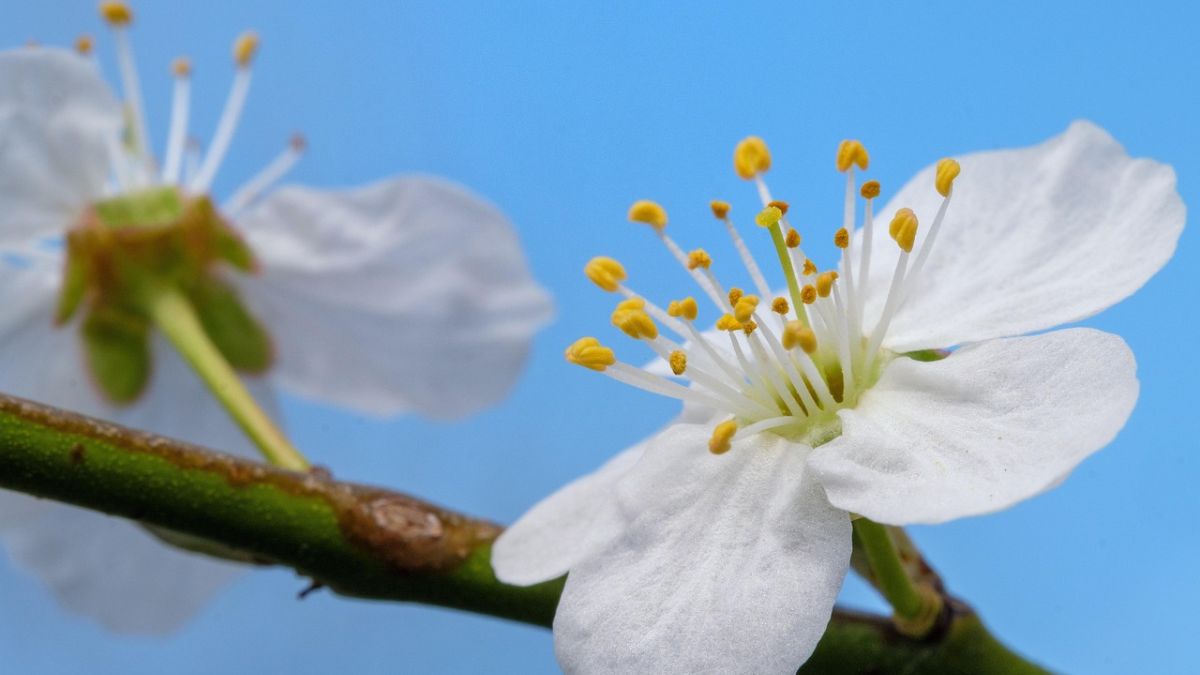 Hình nền hoa Đào ngày Tết đẹp