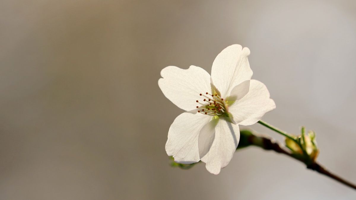 Hình nền hoa Đào ngày Tết đẹp