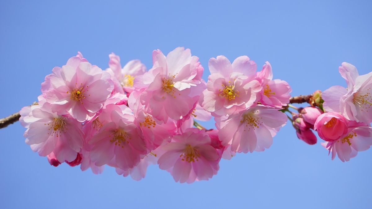 Hình nền hoa Đào ngày Tết đẹp