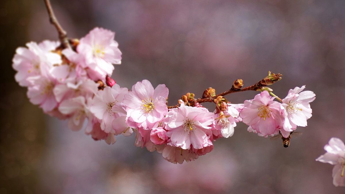 Hình nền hoa Đào ngày Tết đẹp