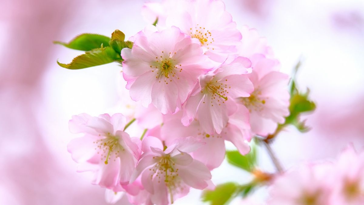 Hình nền hoa Đào ngày Tết đẹp