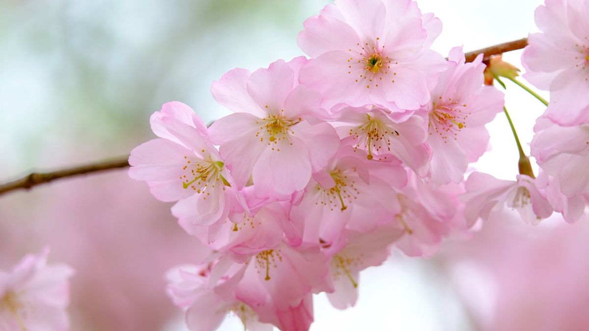 Hình nền hoa Đào ngày Tết đẹp