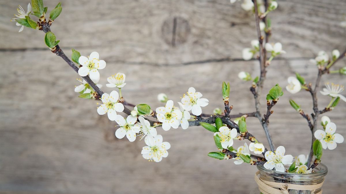 Hình nền hoa Đào ngày Tết đẹp