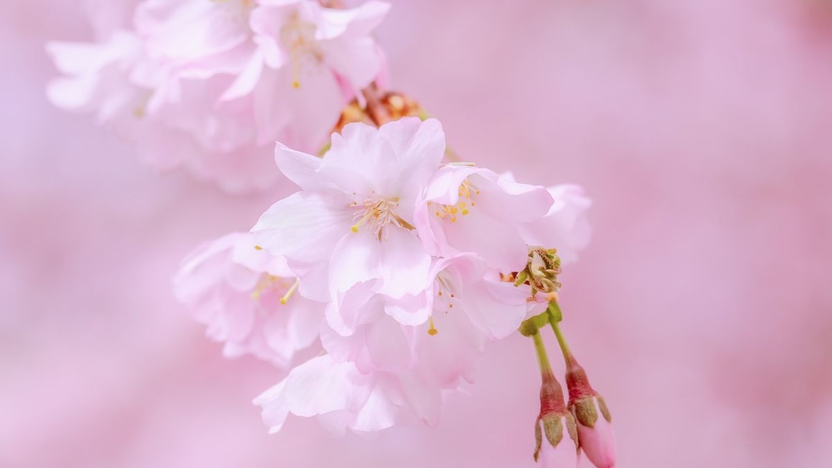 Hình nền hoa Đào ngày Tết đẹp
