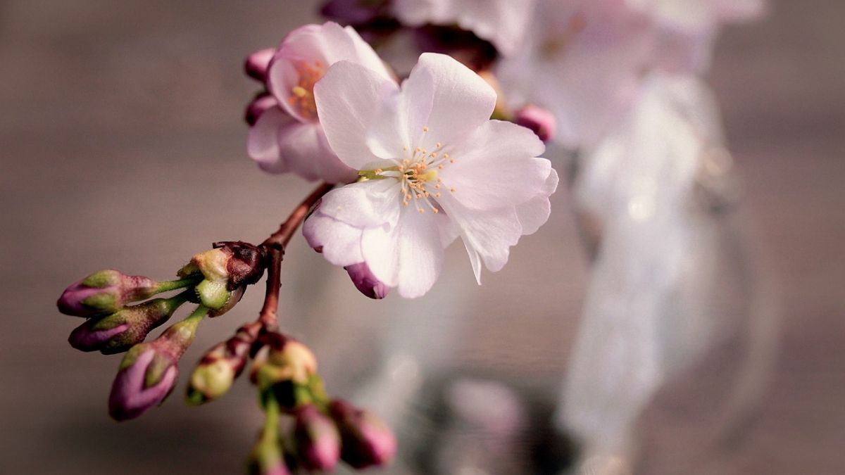 Hình nền hoa Đào ngày Tết 4k