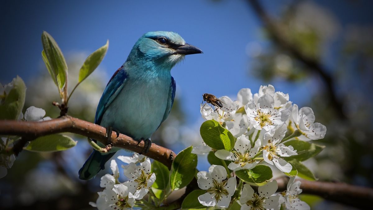 Hình nền hoa Đào ngày Tết 4k