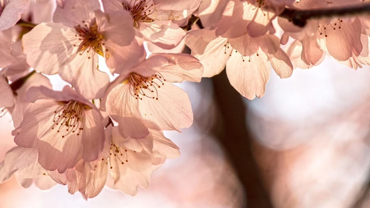 Hình nền hoa Đào ngày Tết 4k