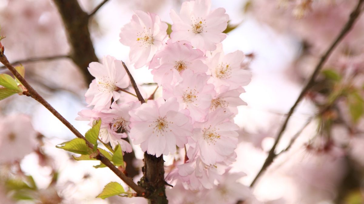 Hình nền hoa Đào ngày Tết 4k