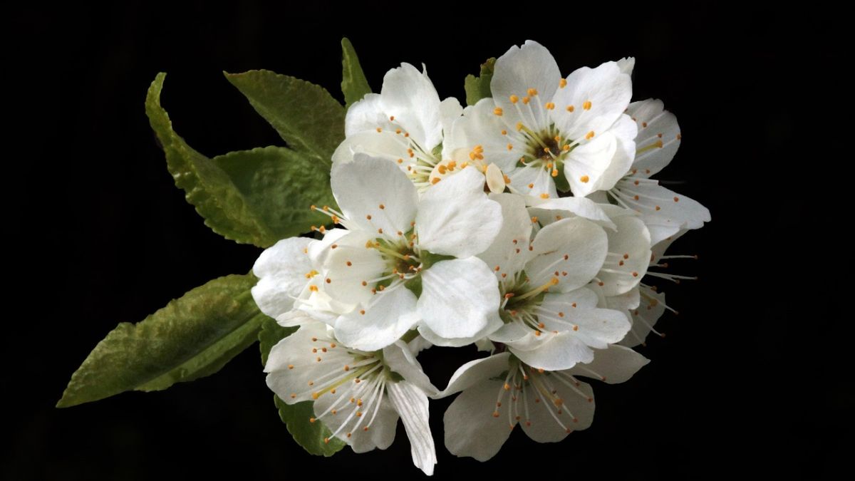 Hình nền hoa Đào ngày Tết 4k