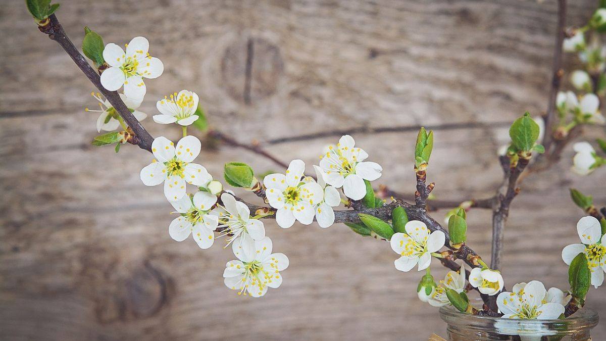 Hình nền hoa Đào ngày Tết 4k