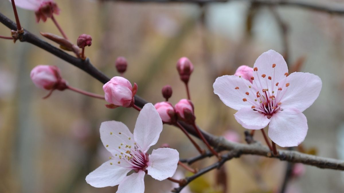 Hình nền hoa Đào ngày Tết 4k