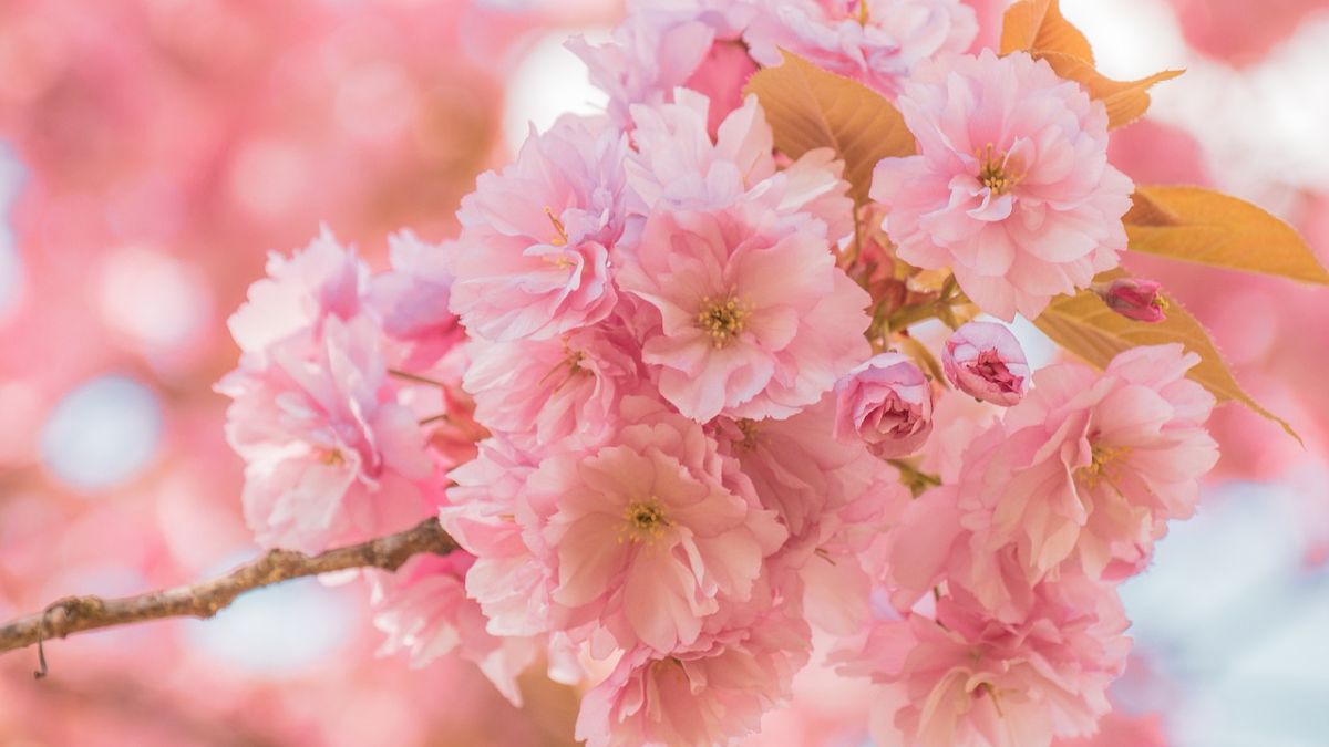 Hình nền hoa Đào ngày Tết 4k