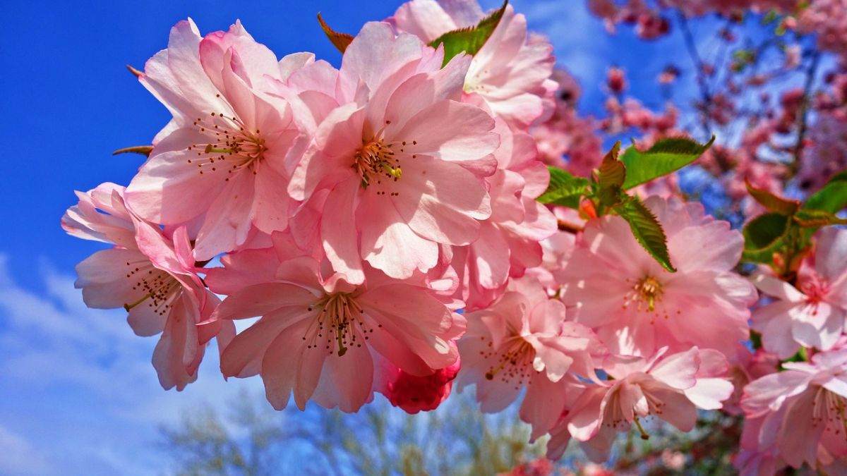 Hình nền hoa Đào ngày Tết 4k