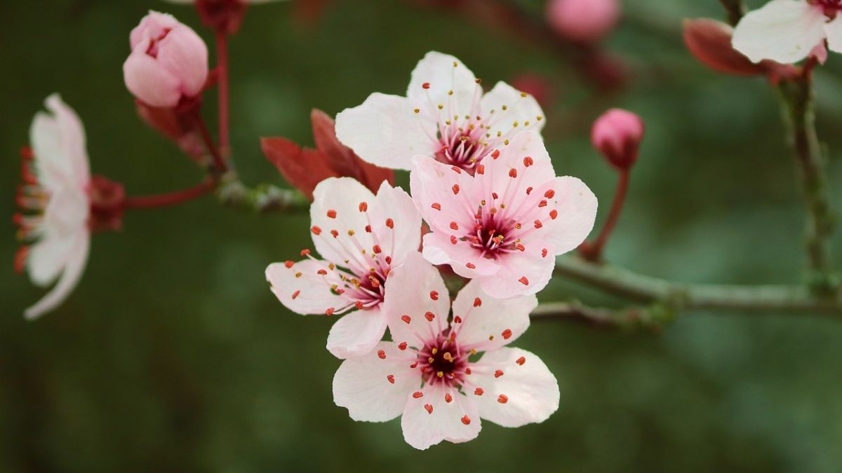 Hình nền hoa Đào ngày Tết 4k