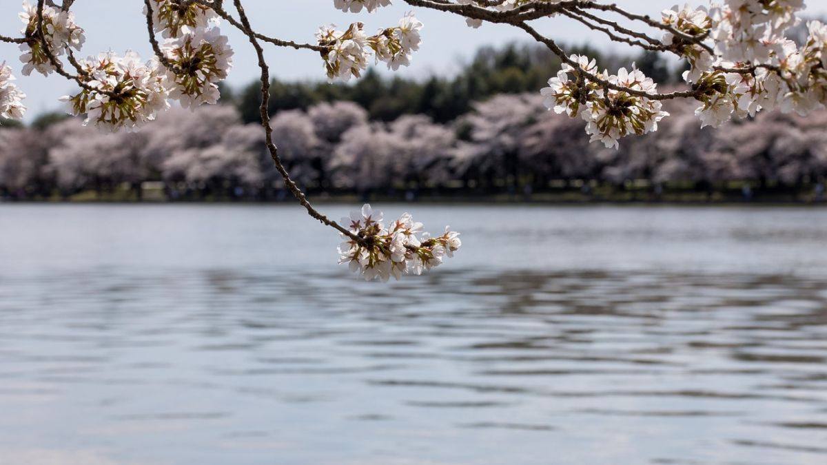 Hình nền hoa Đào ngày Tết 4k