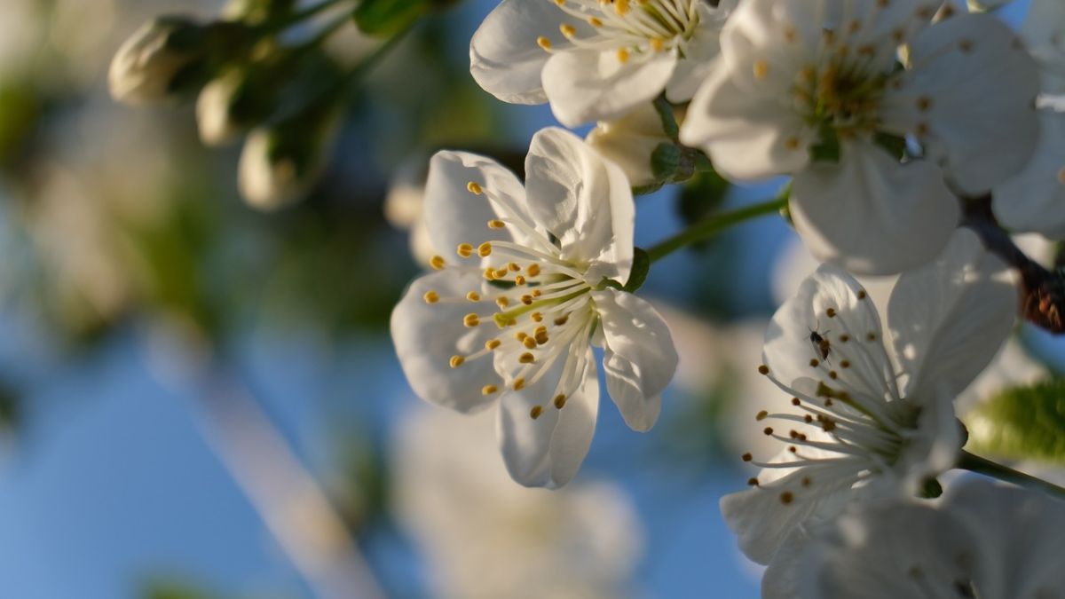 Hình nền hoa Đào ngày Tết 4k