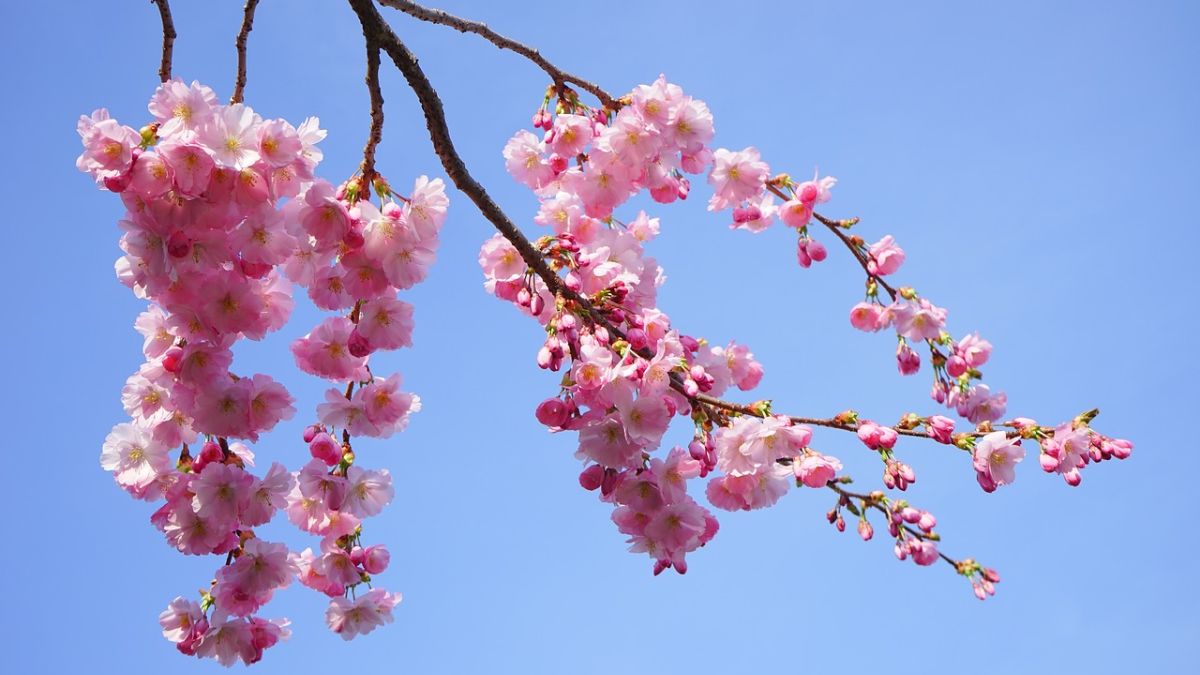 Hình nền hoa Đào ngày Tết 4k