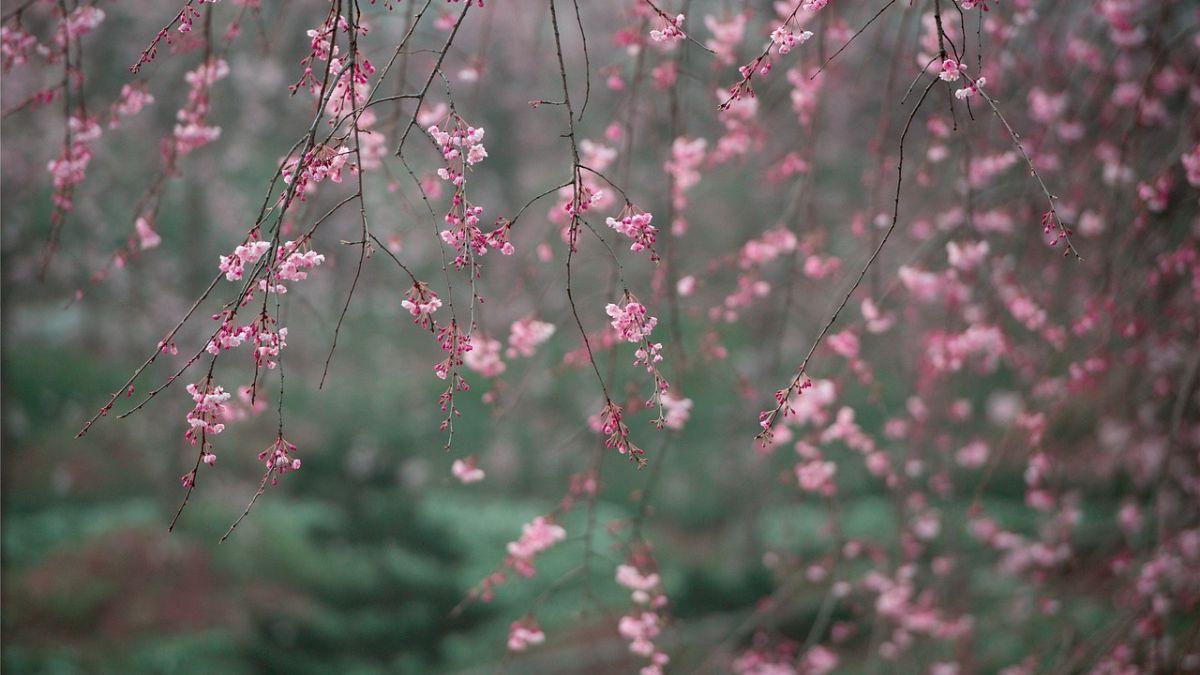 Hình nền hoa Đào ngày Tết 4k