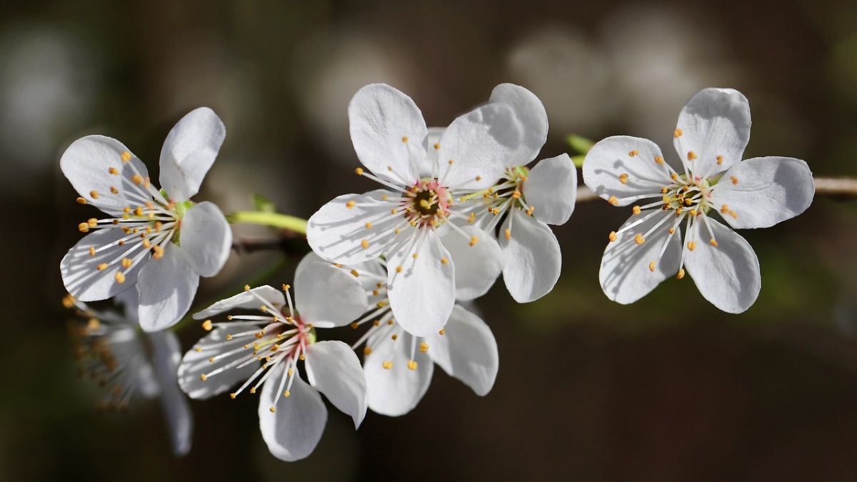 Hình nền hoa Đào ngày Tết 4k