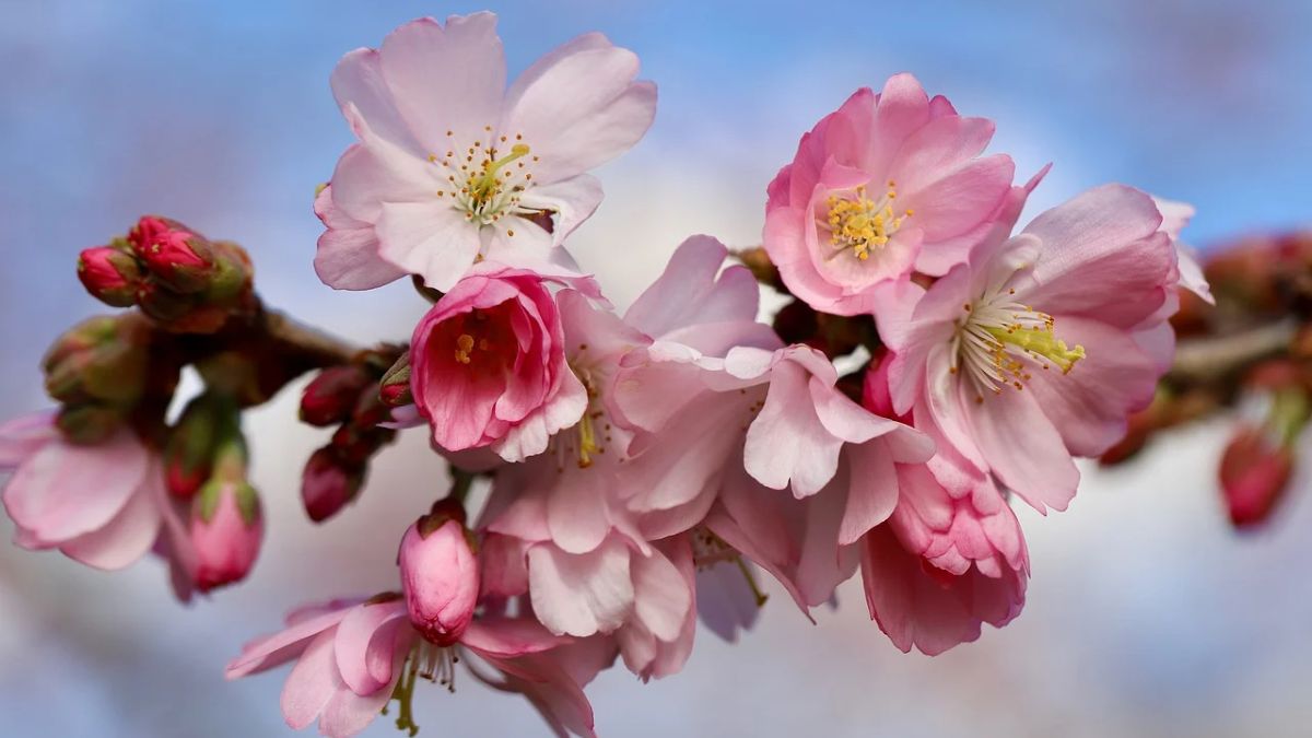 Hình nền hoa Đào ngày Tết đẹp