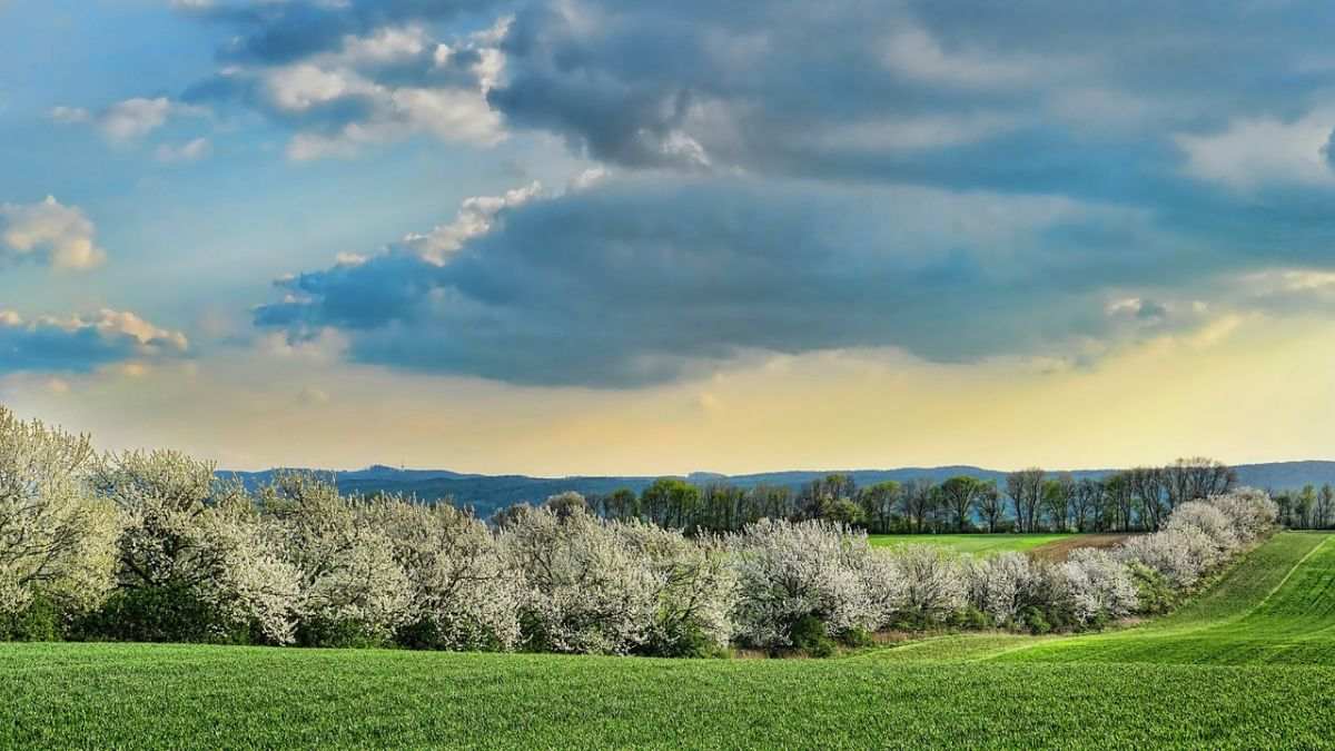 Hình nền hoa Đào ngày Tết 4k