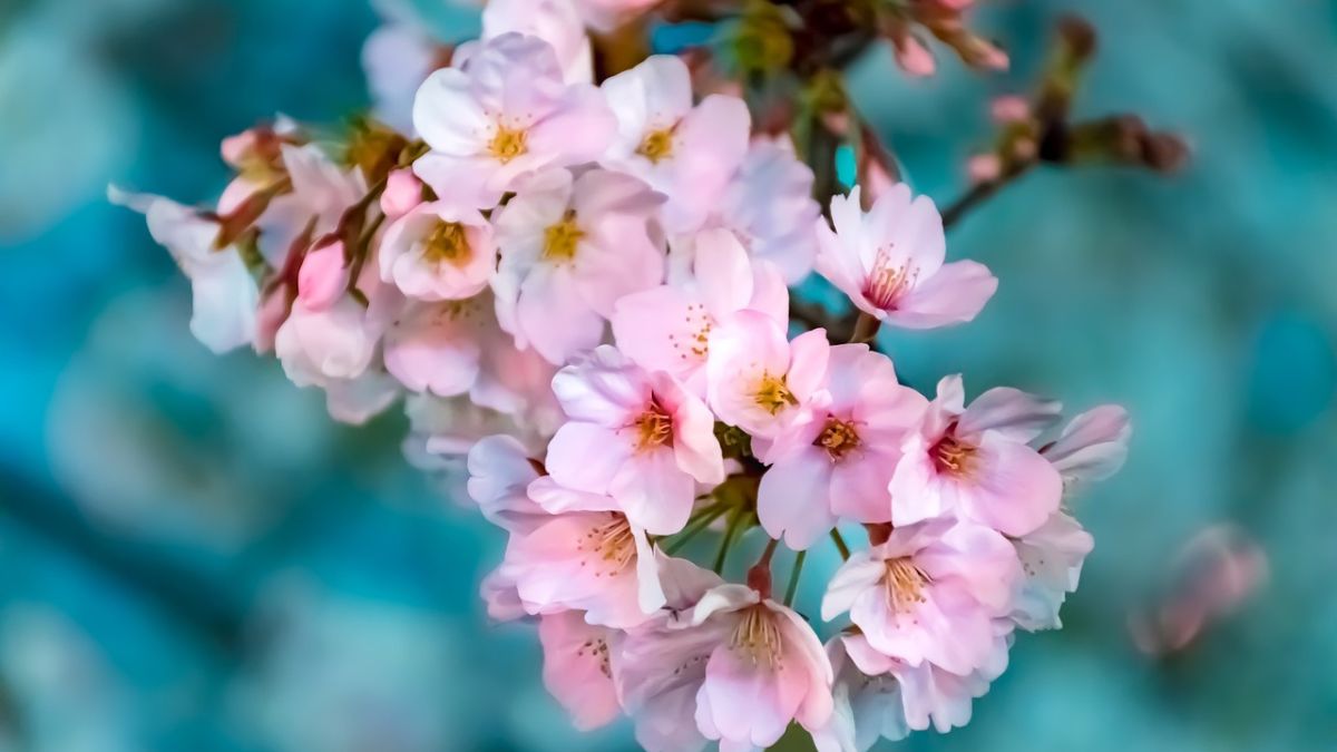 Hình nền hoa Đào ngày Tết 4k