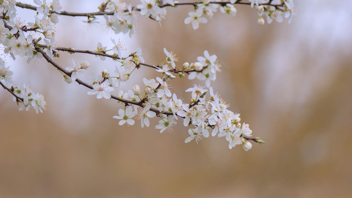 Hình nền hoa Đào ngày Tết 4k