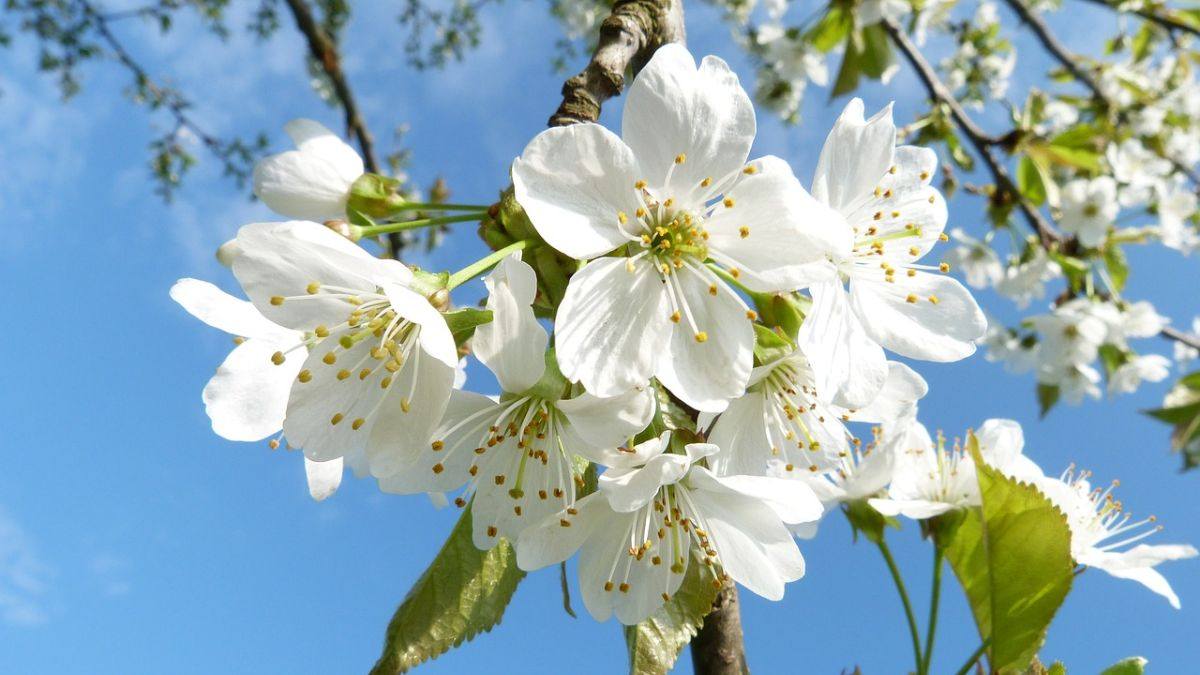 Hình nền hoa Đào ngày Tết 4k