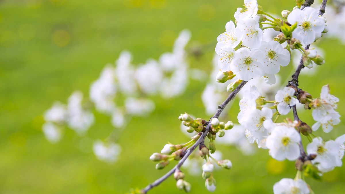 Hình nền hoa Đào ngày Tết 4k