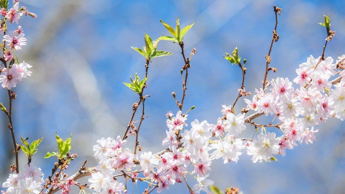 Hình nền hoa Đào ngày Tết 4k