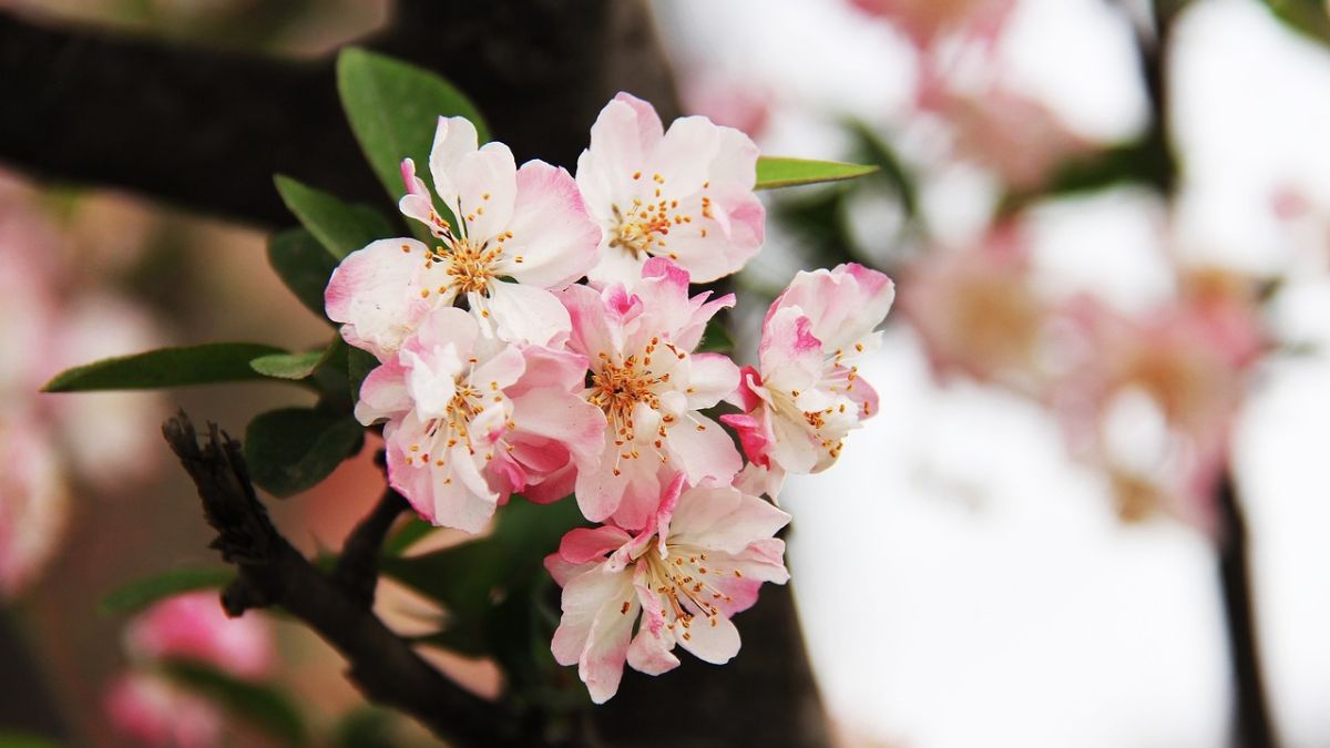 Hình nền hoa Đào ngày Tết 4k