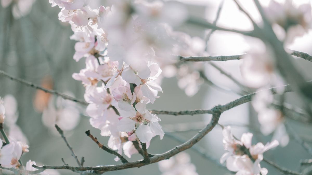 Hình nền hoa Đào ngày Tết 4k