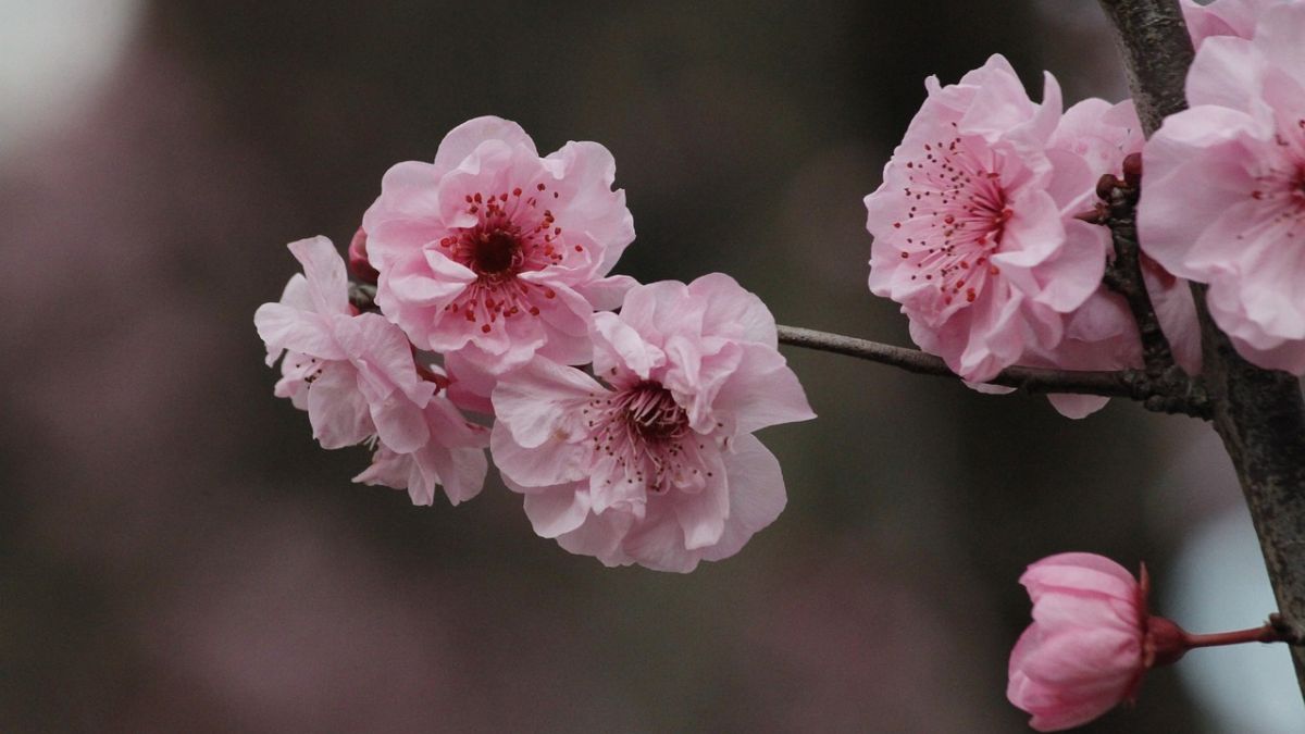 Hình nền hoa Đào ngày Tết 4k