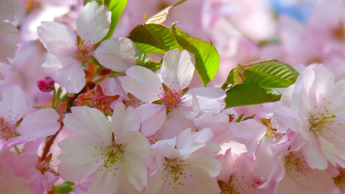 Hình nền hoa Đào ngày Tết 4k