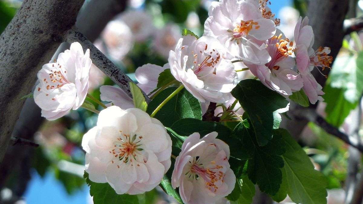 Hình nền hoa Đào ngày Tết 4k