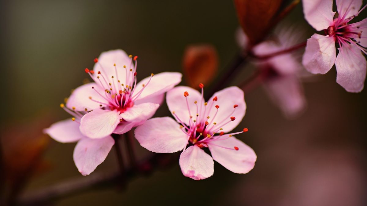 Hình nền hoa Đào ngày Tết 4k