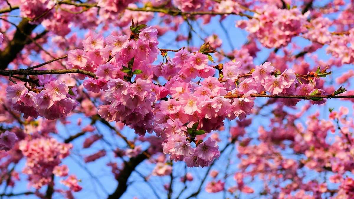 Hình nền hoa Đào ngày Tết 4k