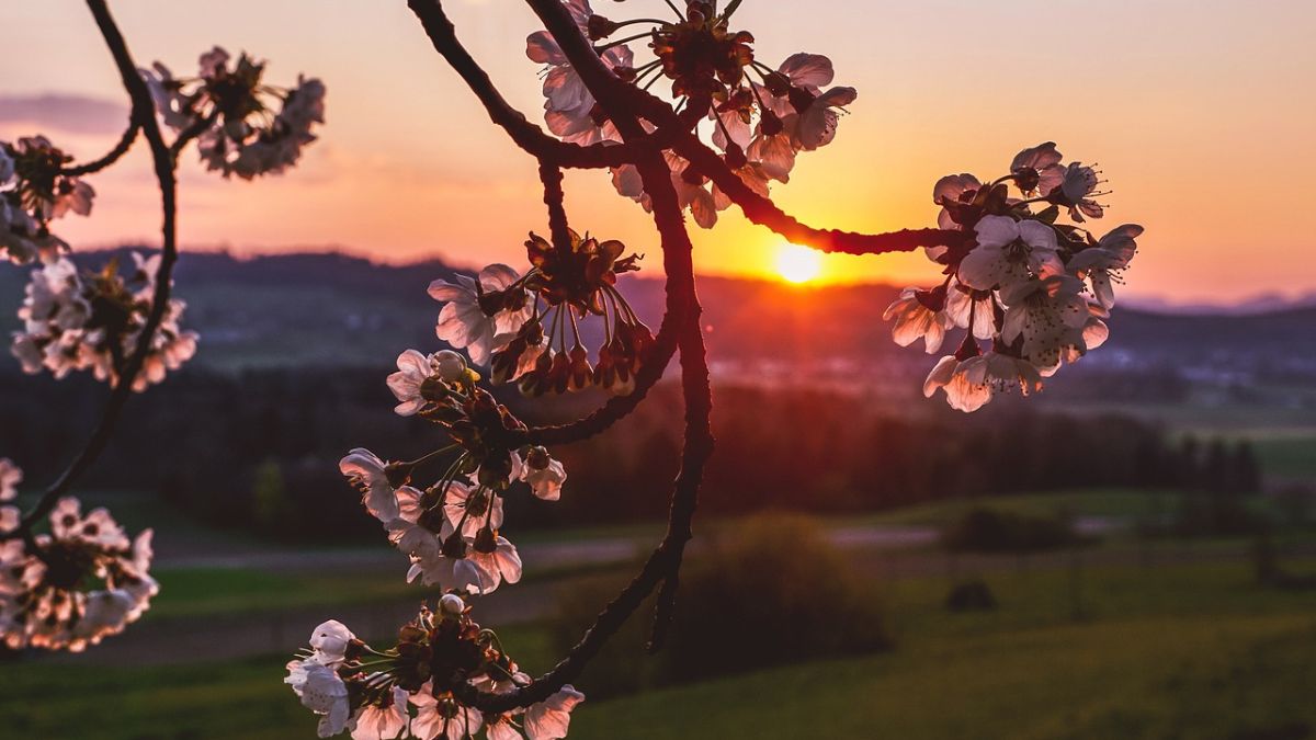 Hình nền hoa Đào ngày Tết 4k