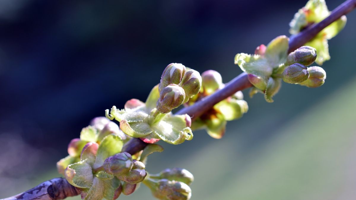 Hình nền hoa Đào ngày Tết 4k