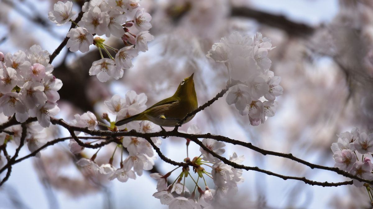 Hình nền hoa Đào ngày Tết 4k