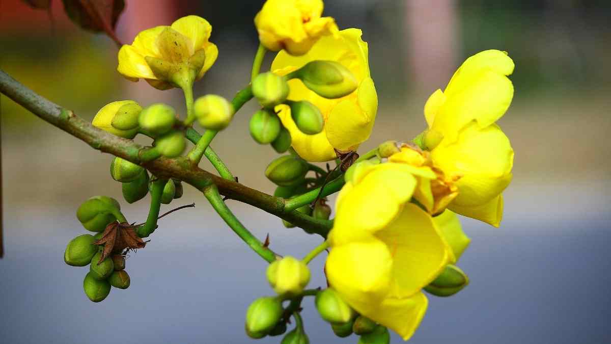 Hình ảnh hoa mai Tết đẹp Hình ảnh hoa mai Tết đẹp