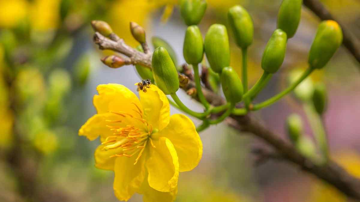 Hình ảnh hoa mai Tết đẹp Hình ảnh hoa mai Tết đẹp