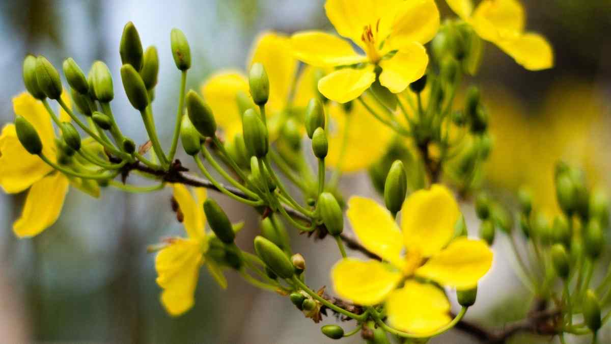 Hình ảnh hoa mai Tết đẹp Hình ảnh hoa mai Tết đẹp