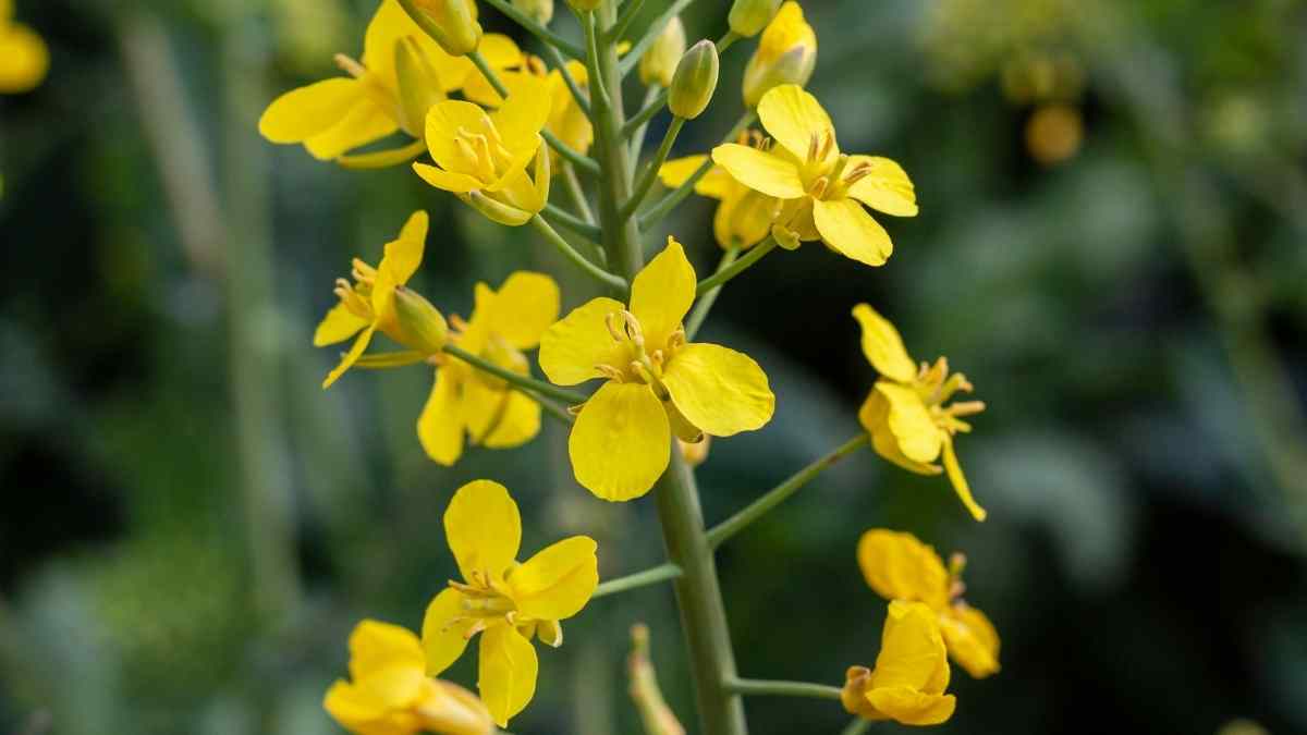 Hình ảnh hoa mai Tết đẹp Hình ảnh hoa mai Tết đẹp