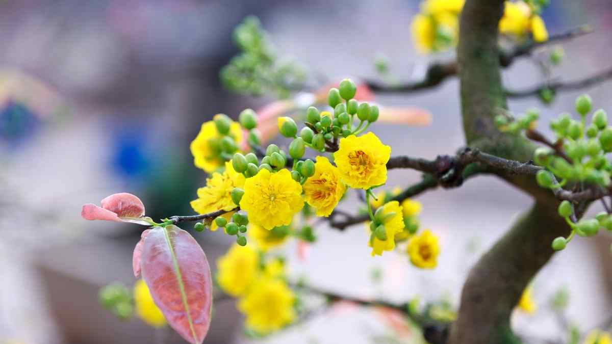 Hình ảnh hoa mai Tết đẹp Hình ảnh hoa mai Tết đẹp